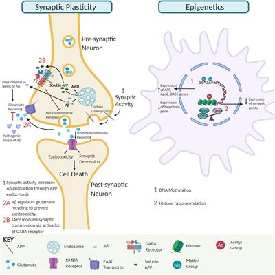 Frontiers | Amyloid-β Peptide Impact On Synaptic Function And ...